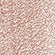 Тени для век `MAYBELLINE` COLOR TATTOO 24H тон нежный персик
